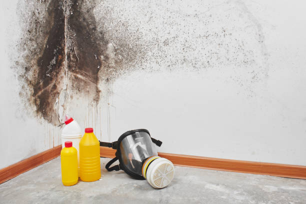 Best Attic Mold Removal  in Monrovia, IN