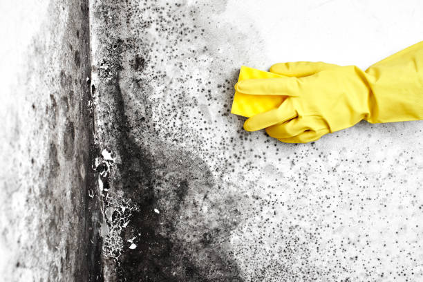 Attic Mold Removal in Monrovia, IN