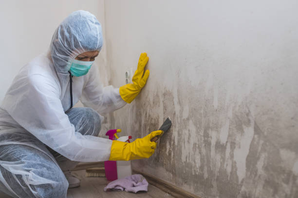 Best Local Mold Removal Service  in Monrovia, IN