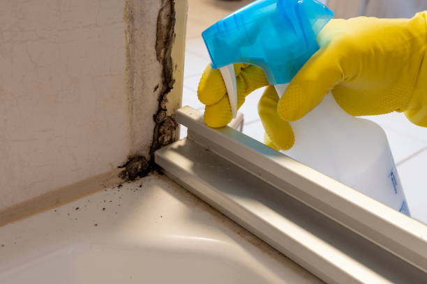 Professional Mold Removal in Monrovia, IN