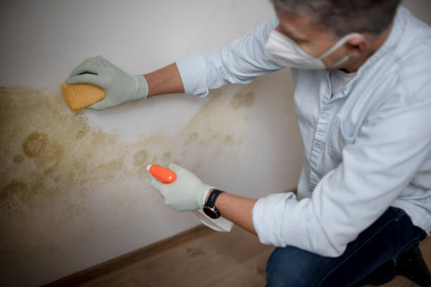 Best Crawl Space Mold Removal  in Monrovia, IN