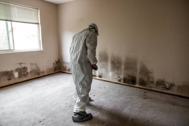 Best Local Mold Removal Service  in Monrovia, IN