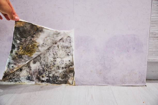 Best Professional Mold Removal  in Monrovia, IN
